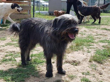 CHERRY, Hund, Griffon-Mix in Griechenland - Bild 22