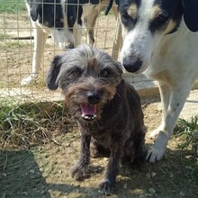 CHERRY, Hund, Griffon-Mix in Griechenland - Bild 3