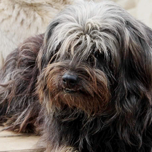 CHERRY, Hund, Griffon-Mix in Griechenland - Bild 30