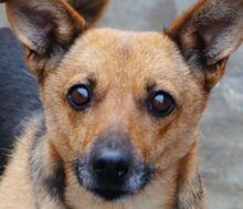 ANIKA, Hund, Mischlingshund in Rumänien - Bild 1