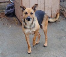 ANIKA, Hund, Mischlingshund in Rumänien - Bild 2
