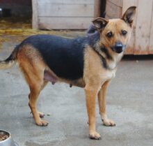 ANIKA, Hund, Mischlingshund in Rumänien - Bild 3