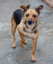 ANIKA, Hund, Mischlingshund in Rumänien - Bild 4