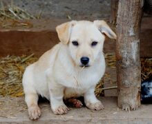 ARINA, Hund, Mischlingshund in Rumänien - Bild 1