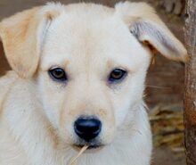 ARINA, Hund, Mischlingshund in Rumänien - Bild 2