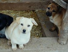 ARINA, Hund, Mischlingshund in Rumänien - Bild 3