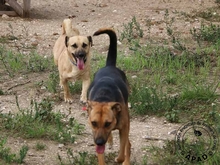 DIEGO, Hund, Mischlingshund in Rösrath - Bild 10