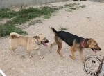 DIEGO, Hund, Mischlingshund in Rösrath - Bild 5