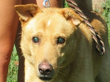 LUCAS, Hund, Mischlingshund in Slowakische Republik - Bild 1