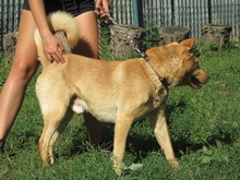 LUCAS, Hund, Mischlingshund in Slowakische Republik - Bild 2