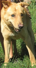 LUCAS, Hund, Mischlingshund in Slowakische Republik - Bild 4