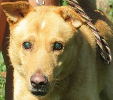 LUCAS, Hund, Mischlingshund in Slowakische Republik - Bild 8