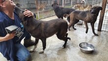 MIKA, Hund, Mischlingshund in Rumänien - Bild 2