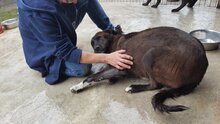 MIKA, Hund, Mischlingshund in Rumänien - Bild 3