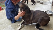 MIKA, Hund, Mischlingshund in Rumänien - Bild 6