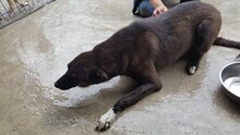 MIKA, Hund, Mischlingshund in Rumänien - Bild 7