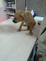 SAM, Hund, Mischlingshund in Bulgarien - Bild 2