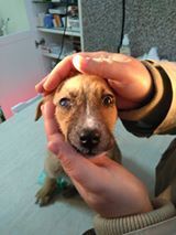SAM, Hund, Mischlingshund in Bulgarien - Bild 4