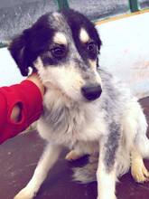 WALLACE, Hund, Mischlingshund in Rumänien - Bild 2