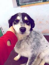 WALLACE, Hund, Mischlingshund in Rumänien - Bild 3