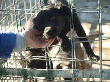 SVARTI, Hund, Mischlingshund in Rumänien - Bild 1