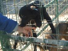 SVARTI, Hund, Mischlingshund in Rumänien - Bild 2