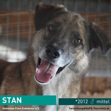 STAN, Hund, Mischlingshund in Rumänien - Bild 1