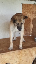STAN, Hund, Mischlingshund in Rumänien - Bild 11