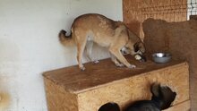 STAN, Hund, Mischlingshund in Rumänien - Bild 12
