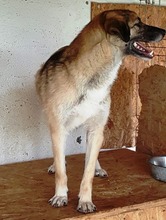 STAN, Hund, Mischlingshund in Rumänien - Bild 14