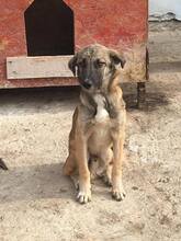STAN, Hund, Mischlingshund in Rumänien - Bild 15