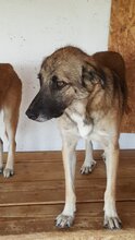 STAN, Hund, Mischlingshund in Rumänien - Bild 16