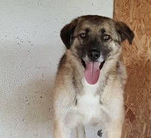 STAN, Hund, Mischlingshund in Rumänien - Bild 2