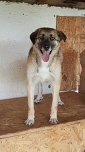 STAN, Hund, Mischlingshund in Rumänien - Bild 3