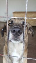 STAN, Hund, Mischlingshund in Rumänien - Bild 5