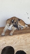 STAN, Hund, Mischlingshund in Rumänien - Bild 7