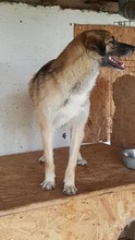 STAN, Hund, Mischlingshund in Rumänien - Bild 8