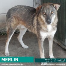 MERLIN, Hund, Mischlingshund in Rumänien - Bild 1