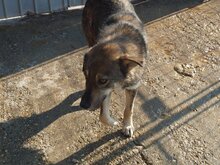MERLIN, Hund, Mischlingshund in Rumänien - Bild 10