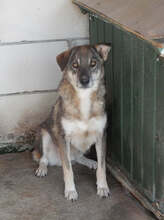 MERLIN, Hund, Mischlingshund in Rumänien - Bild 11