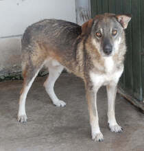 MERLIN, Hund, Mischlingshund in Rumänien - Bild 12