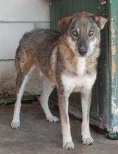 MERLIN, Hund, Mischlingshund in Rumänien - Bild 2