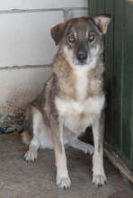 MERLIN, Hund, Mischlingshund in Rumänien - Bild 3