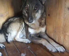 MERLIN, Hund, Mischlingshund in Rumänien - Bild 4