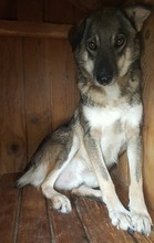 MERLIN, Hund, Mischlingshund in Rumänien - Bild 5