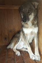 MERLIN, Hund, Mischlingshund in Rumänien - Bild 6