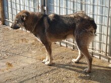 MERLIN, Hund, Mischlingshund in Rumänien - Bild 8