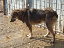 MERLIN, Hund, Mischlingshund in Rumänien - Bild 9