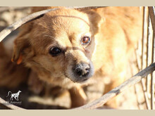 CORANA, Hund, Mischlingshund in Rumänien - Bild 1