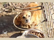 CORANA, Hund, Mischlingshund in Rumänien - Bild 2